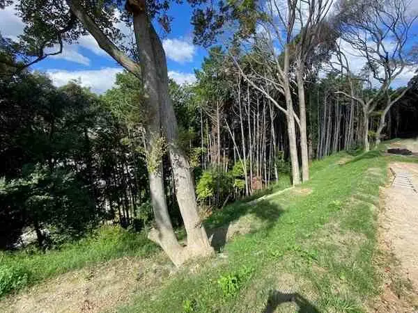 福岡県福岡市南区柏原１丁目 土地