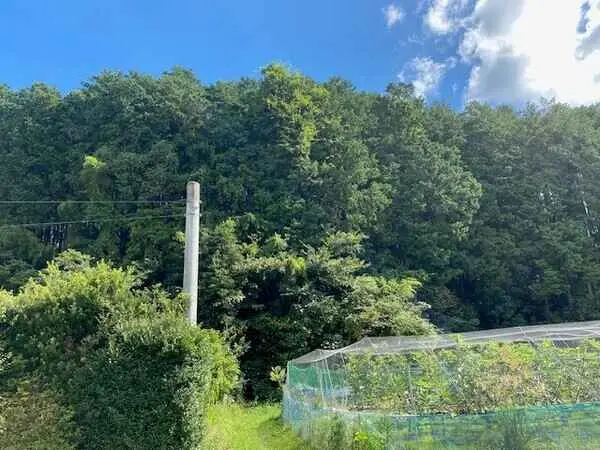 福岡県福岡市南区柏原１丁目 土地