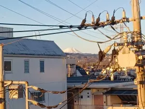 グランフォーリア八王子