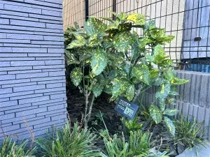 ネベル巣鴨