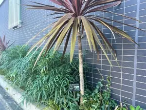 ネベル巣鴨