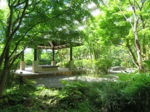 アデニウム吉祥寺